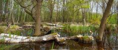 Panorama+Raakmoor Tree Trunk, Plants