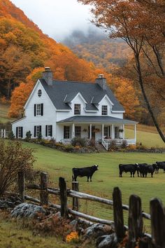 cows are grazing in front of a large white house with autumn foliage on the hillside