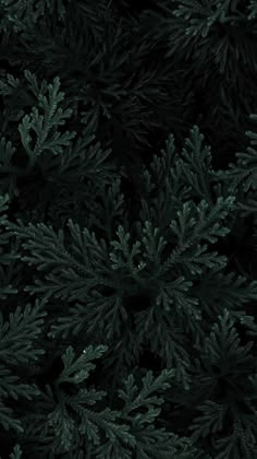 dark green pine tree branches with lots of leaves