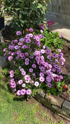 purple flowers are growing in the garden next to a brick planter and stone wall