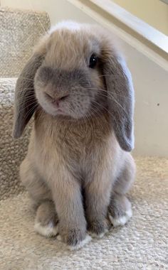 a gray bunny sitting on top of some stairs