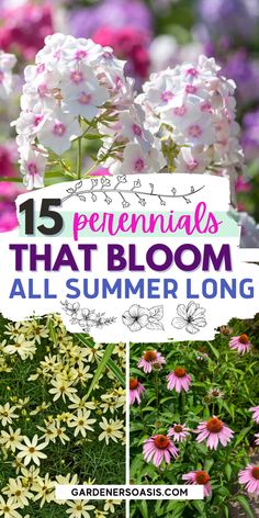 flowers with the title 15 perennials that bloom all summer long in front of them