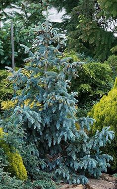 a blue tree in the middle of some bushes and trees with yellow flowers on them