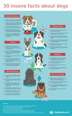 an info poster with dogs and their names