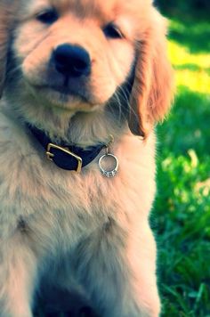 a puppy sitting in the grass wearing a collar