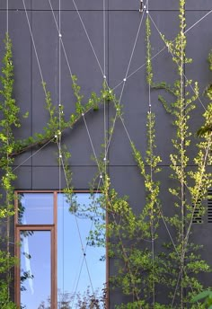 vines growing on the side of a building near a window with a reflection in it