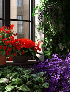 red and purple flowers in pots next to a window