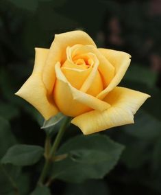 a yellow rose with green leaves in the background