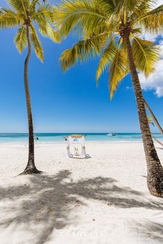 two palm trees on the beach with chairs under them