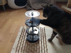 a cat standing on top of a wooden table next to a coffee pot filled with liquid