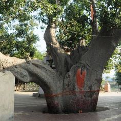 a large tree with red hearts painted on it's trunk