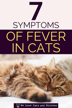 a cat laying on top of a bed with the title 7 symptoms of fever in cats