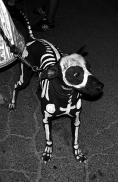 a dog dressed up as a skeleton with white paint on it's face and tail