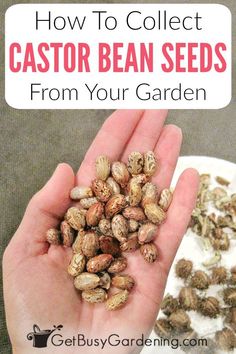 a person holding seeds in their hand with the text how to collect castor bean seeds from your garden