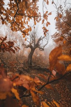 an autumn scene with leaves on the ground and a tree in the foreground surrounded by fog