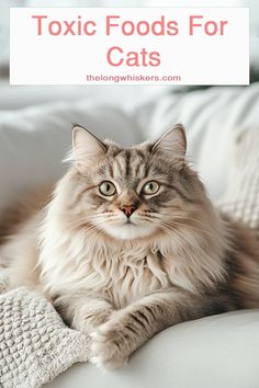 a cat laying on top of a white couch with text overlay that reads, exotic foods for cats