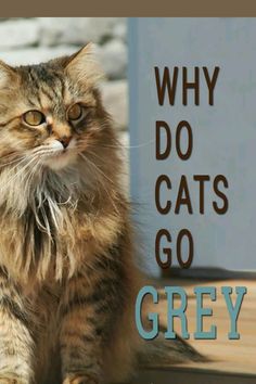 Cat Questions, Going Grey, Cat Ages, Pumpkin Dog Treats, Healthy Cat, Cat Care Tips, Getting Older