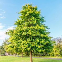 a large green tree sitting in the middle of a park