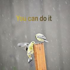 two birds sitting on top of a wooden post in the rain with words written above them