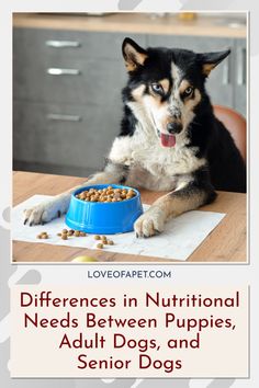 a black and white dog sitting at a table with a bowl of food in front of it