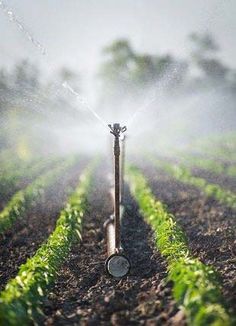 a sprinkler is spraying water on a green plant in the middle of a field