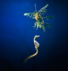 a seahorse is swimming in the water with it's tail sticking out from its mouth