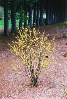 a small yellow tree in the middle of a forest