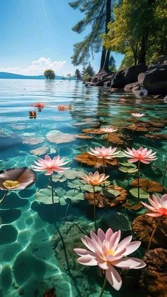 water lilies floating on the surface of a lake