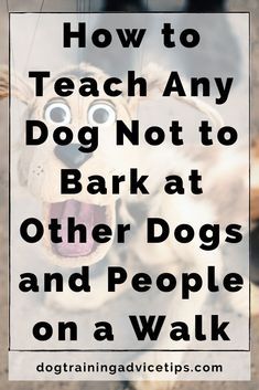 a dog with the words how to teach any dog not to bark at other dogs and people on a walk