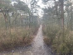 a dirt road surrounded by trees and bushes