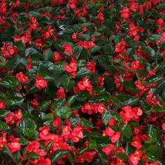 many red flowers are growing in the ground