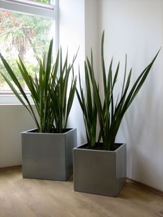 two potted plants sitting next to each other on a hard wood floor in front of a window