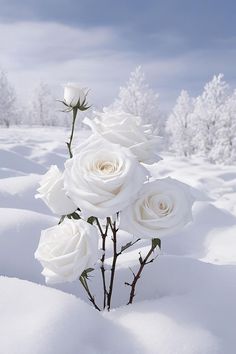 some white roses are in the snow