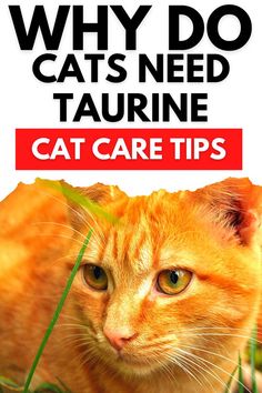 an orange cat sitting in the grass with text that reads, why do cats need tauine cat care tips