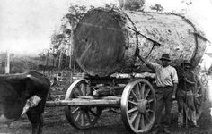 black and white photograph of two men standing next to a cow pulling a wagon with logs on it