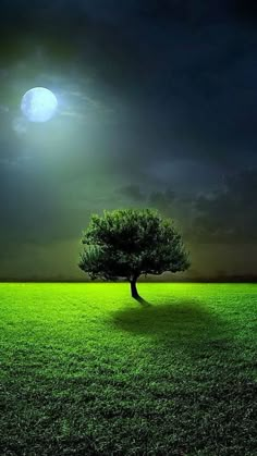 a lone tree in the middle of a grassy field under a full moon at night