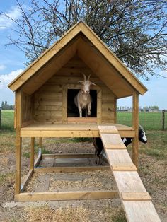 a goat in a small wooden house next to a sheepdog doghouse and ramp