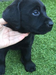 a small black puppy is being held by someone's hand on the grass outside