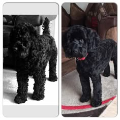 a black dog standing on top of a rug