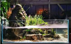 an aquarium with plants and rocks in it