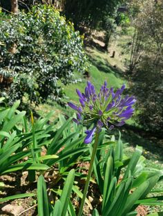 a purple flower in the middle of some green grass