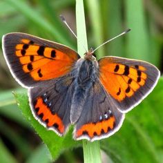 an orange and black butterfly sitting on top of a green plant