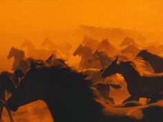 a herd of horses running across a dusty field with a bible verse written on it