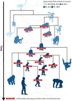 an animal family tree is shown in blue and red, with silhouettes of animals on it