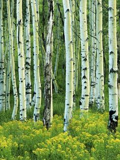 a grove of trees with yellow flowers in the foreground