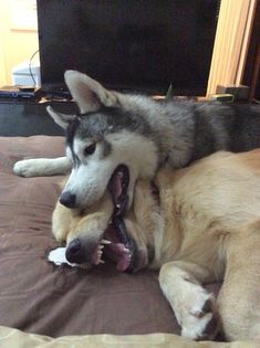 a dog laying on top of another dog on a bed with its tongue hanging out