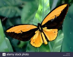 a yellow and black butterfly sitting on top of a green leafy plant - stock image