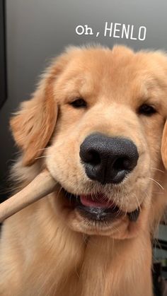 a dog holding a stick in its mouth with the word hello on it's forehead