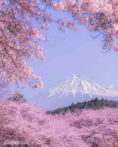 a mountain covered in snow and surrounded by cherry blossom trees with pink blossoms on the ground