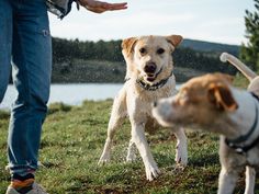 two dogs are running in the grass with their owner and another dog is looking on